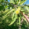 Châtaignier de semis, l'arbre de plein vent | La Hunelle