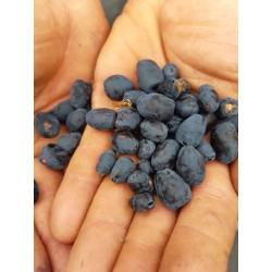 Camerisier Indigo Gem, baie de mai | La Hunelle