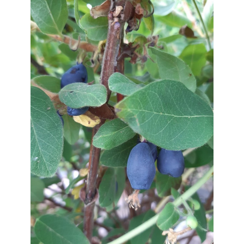 Camerisier Indigo Gem, baie de mai | La Hunelle