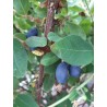 Camerisier Indigo Gem, baie de mai | La Hunelle