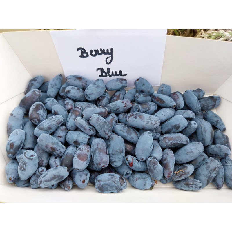 Camerisier Berry Blue, baie de mai | La Hunelle
