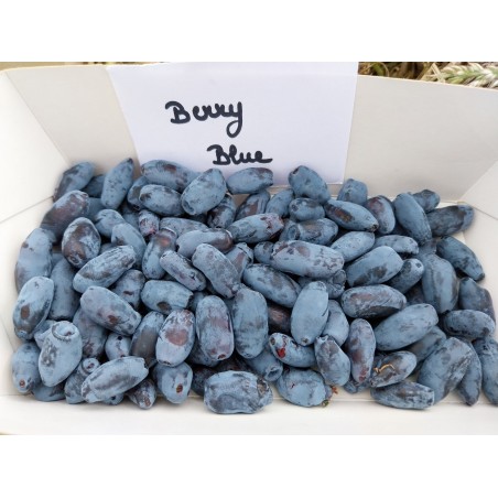 Camerisier Berry Blue, baie de mai | La Hunelle
