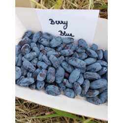 Camerisier Berry Blue, baie de mai | La Hunelle