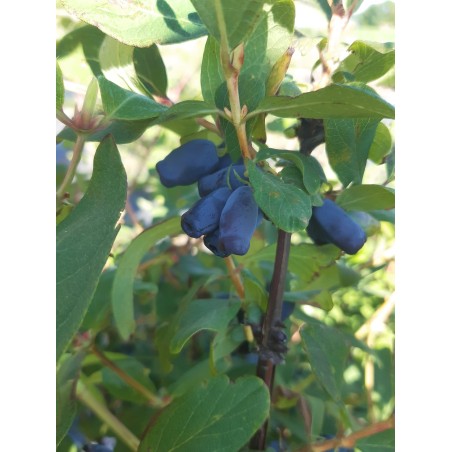 Camerisier Aurora, baie de mai | Pépinières de la Hunelle