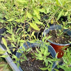 Baie de goji Little Goji, variété compacte | La Hunelle