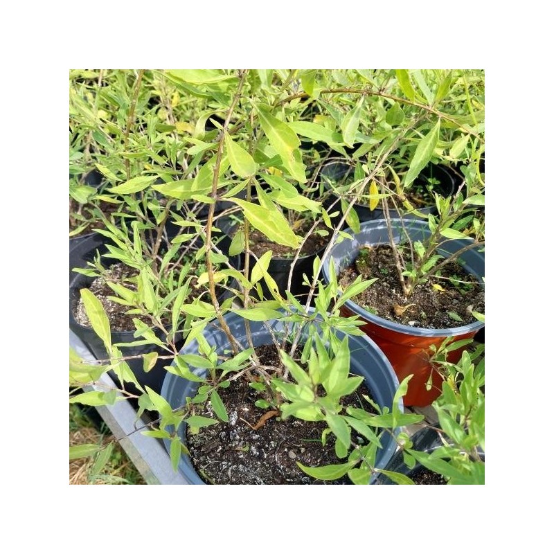 Baie de goji Little Goji, variété compacte | La Hunelle