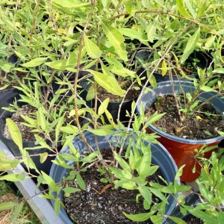 Baie de goji Little Goji, variété compacte | La Hunelle