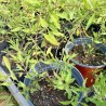 Baie de goji Little Goji, variété compacte | La Hunelle