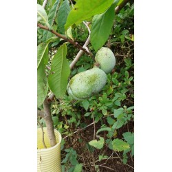 Asiminier greffé Asimina triloba (paw paw) | La Hunelle