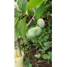 Asiminier greffé Asimina triloba (paw paw) | La Hunelle