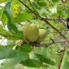 Amandier Robijn rustique et autofertile | La Hunelle