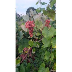 Vigne Vanessa, raisin rose sans pépins | La Hunelle