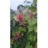 Vigne Vanessa, raisin rose sans pépins | La Hunelle
