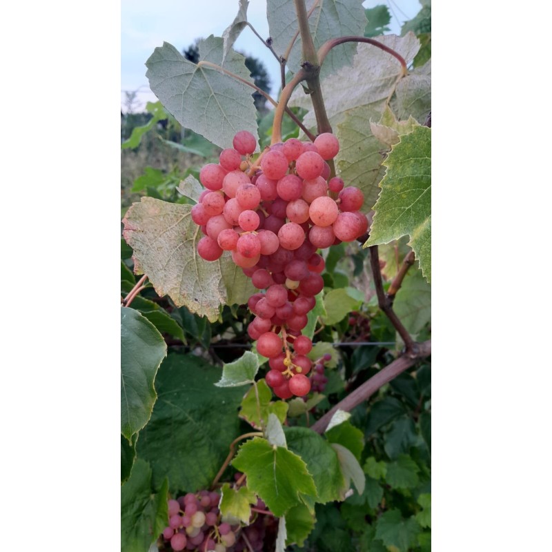 Vigne Vanessa, raisin rose sans pépins | La Hunelle