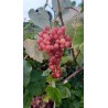 Vigne Vanessa, raisin rose sans pépins | La Hunelle