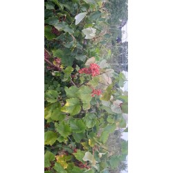 Vigne Vanessa, raisin rose sans pépins | La Hunelle