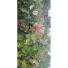 Vigne Vanessa, raisin rose sans pépins | La Hunelle