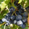 Vigne Muscat bleu, raisin bleu au goût musqué | La Hunelle