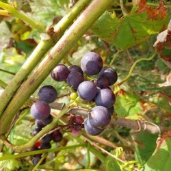 Vigne Eddy's Blue Wonder, raisin bleu sans pépins | La Hunelle