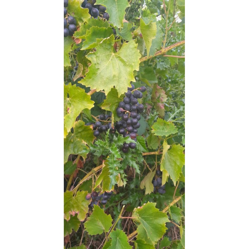 Vigne Eddy's Blue Wonder, raisin bleu sans pépins | La Hunelle