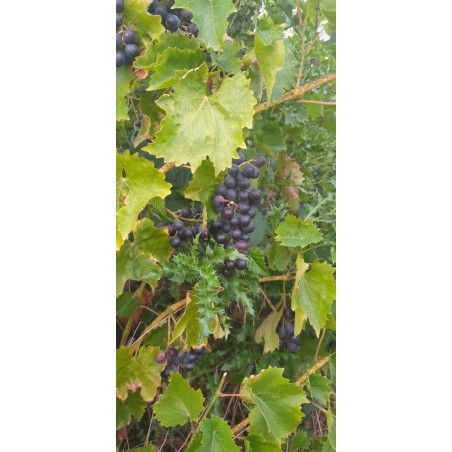 Vigne Eddy's Blue Wonder, raisin bleu sans pépins | La Hunelle