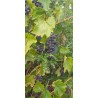 Vigne Eddy's Blue Wonder, raisin bleu sans pépins | La Hunelle