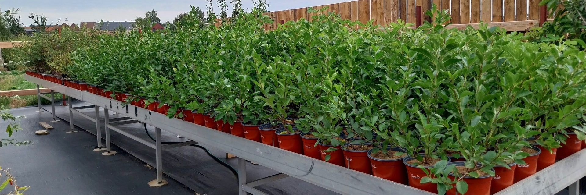 Rangées d'arbustes fruitiers en pots à la pépinière, abrités par le brise-vent