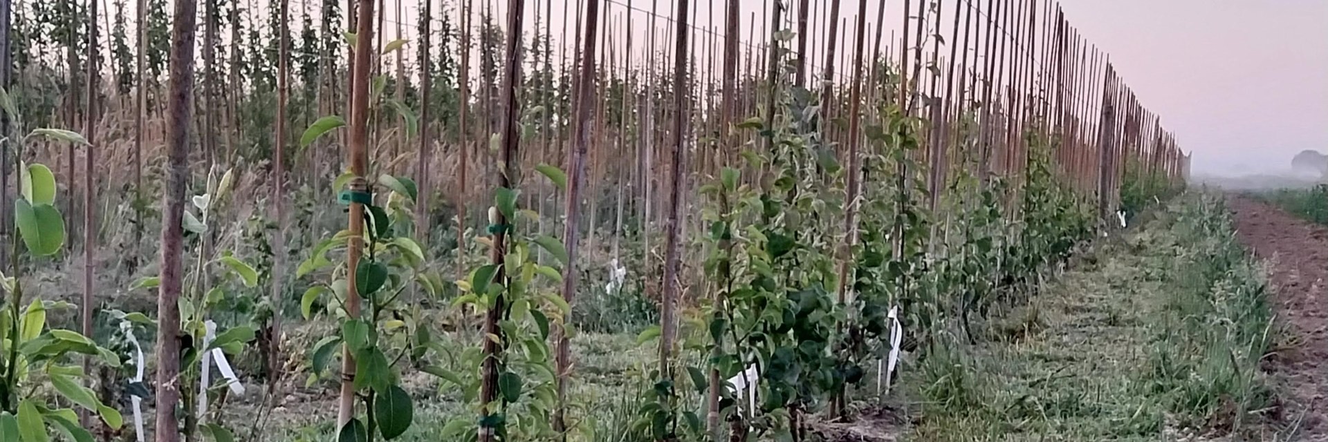 Rangée de jeunes fruitiers en formation à la pépinière, au petit matin